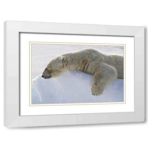 Norway, Svalbard Polar bear asleep on ice ridge White Modern Wood Framed Art Print with Double Matting by Young, Bill