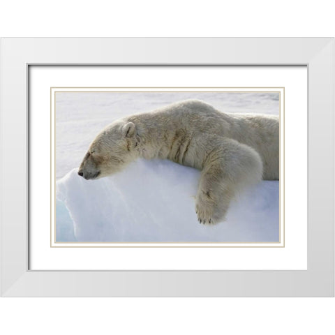 Norway, Svalbard Polar bear asleep on ice ridge White Modern Wood Framed Art Print with Double Matting by Young, Bill