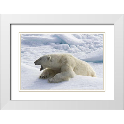 Norway, Svalbard Yawning polar bear on sea ice White Modern Wood Framed Art Print with Double Matting by Young, Bill