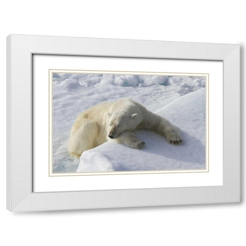Norway, Svalbard Polar bear asleep on ice ridge White Modern Wood Framed Art Print with Double Matting by Young, Bill