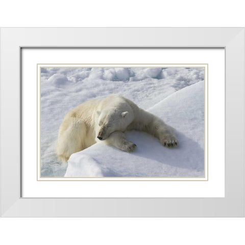 Norway, Svalbard Polar bear asleep on ice ridge White Modern Wood Framed Art Print with Double Matting by Young, Bill