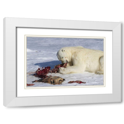 Norway, Svalbard Polar bear eating seal carcass White Modern Wood Framed Art Print with Double Matting by Young, Bill