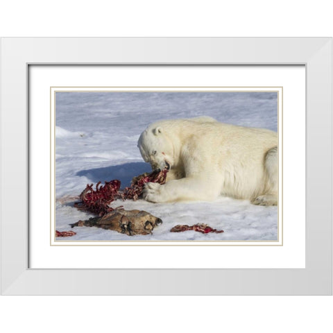 Norway, Svalbard Polar bear eating seal carcass White Modern Wood Framed Art Print with Double Matting by Young, Bill