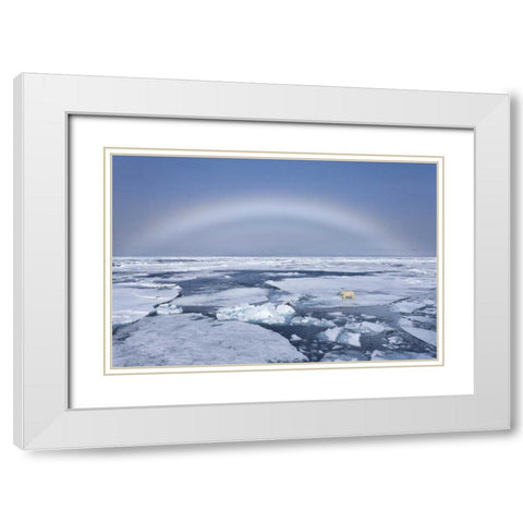 Norway, Svalbard Polar bear on broken sea ice White Modern Wood Framed Art Print with Double Matting by Young, Bill