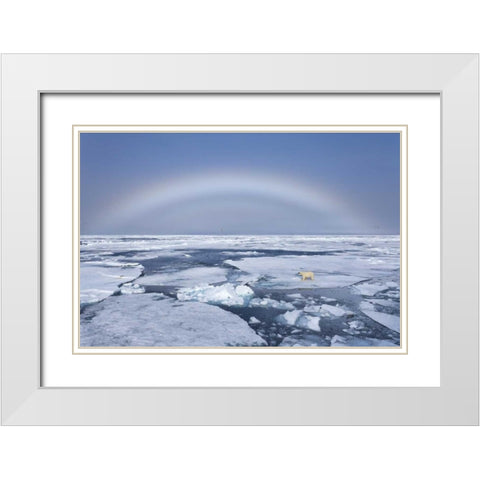 Norway, Svalbard Polar bear on broken sea ice White Modern Wood Framed Art Print with Double Matting by Young, Bill