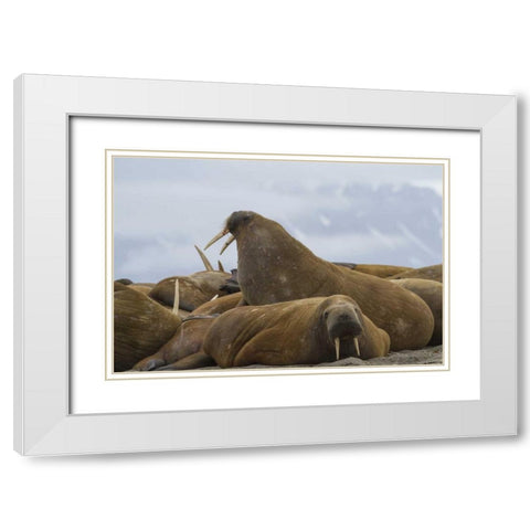 Norway, Svalbard, Torellneset Walruses resting White Modern Wood Framed Art Print with Double Matting by Young, Bill