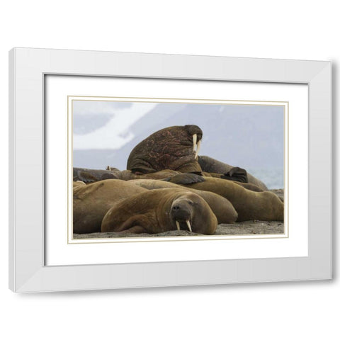 Norway, Prins Karls Forland Walruses resting White Modern Wood Framed Art Print with Double Matting by Young, Bill