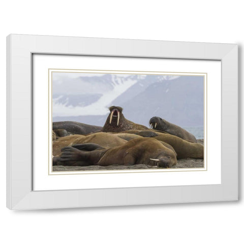 Norway, Svalbard Group of walruses resting White Modern Wood Framed Art Print with Double Matting by Young, Bill