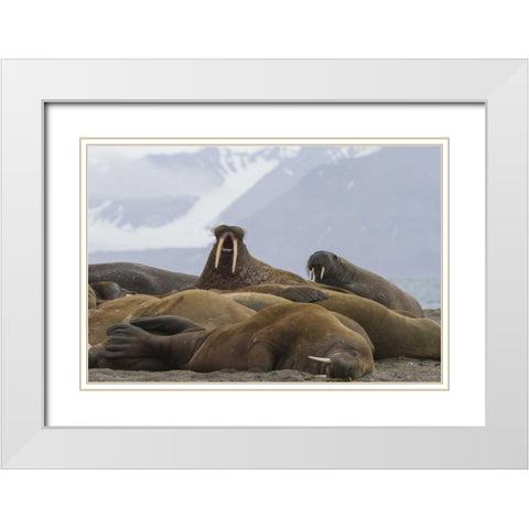 Norway, Svalbard Group of walruses resting White Modern Wood Framed Art Print with Double Matting by Young, Bill