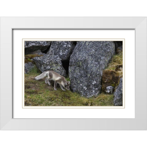Norway, Svalbard, Prins Karls Forland White Modern Wood Framed Art Print with Double Matting by Young, Bill