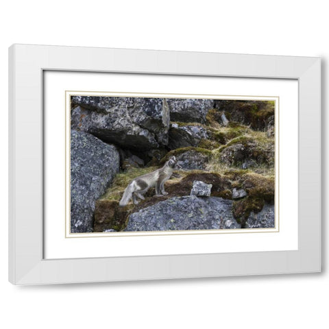 Norway, Svalbard, Prins Karls Forland White Modern Wood Framed Art Print with Double Matting by Young, Bill