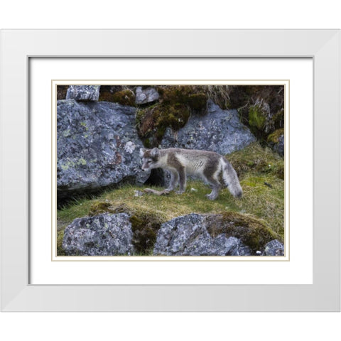 Norway, Svalbard, Prins Karls Forland White Modern Wood Framed Art Print with Double Matting by Young, Bill
