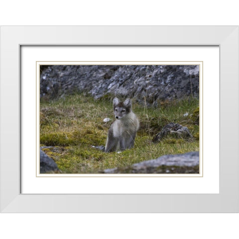 Norway, Svalbard, Prins Karls Forland White Modern Wood Framed Art Print with Double Matting by Young, Bill