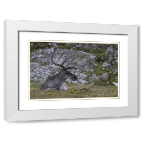 Norway, Prins Karls Forland Reindeer grazing White Modern Wood Framed Art Print with Double Matting by Young, Bill