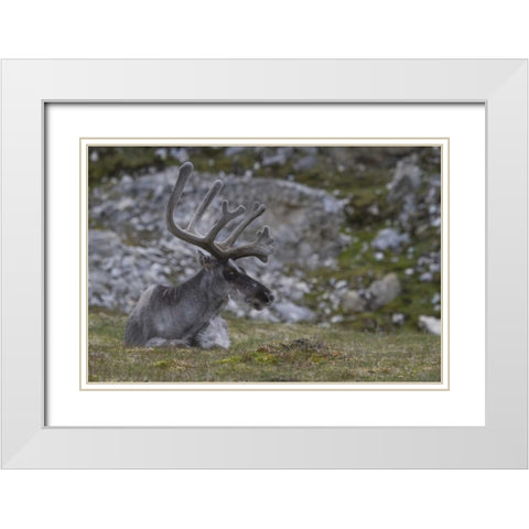 Norway, Prins Karls Forland Reindeer grazing White Modern Wood Framed Art Print with Double Matting by Young, Bill