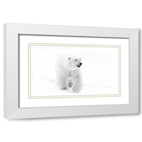 Norway, Svalbard Walking polar bear White Modern Wood Framed Art Print with Double Matting by Young, Bill