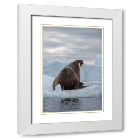 Norway-Svalbard-Nordaustlandet-Austfonna Walrus on ice White Modern Wood Framed Art Print with Double Matting by Hopkins, Cindy Miller