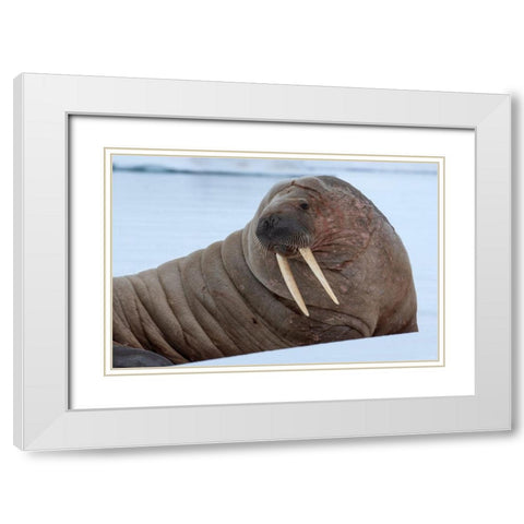 Norway-Svalbard-Nordaustlandet-Austfonna Walrus on ice White Modern Wood Framed Art Print with Double Matting by Hopkins, Cindy Miller
