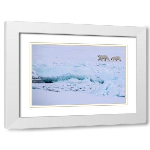 Norway-High Arctic Polar bear mother and cub on sea ice White Modern Wood Framed Art Print with Double Matting by Hopkins, Cindy Miller