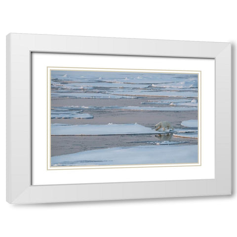 Norway-High Arctic Lone polar bear on sea ice at dusk White Modern Wood Framed Art Print with Double Matting by Hopkins, Cindy Miller