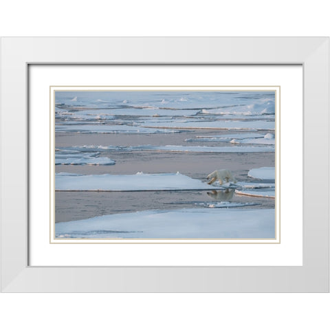 Norway-High Arctic Lone polar bear on sea ice at dusk White Modern Wood Framed Art Print with Double Matting by Hopkins, Cindy Miller
