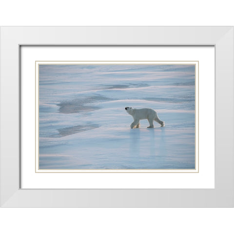 Norway-High Arctic Underweight polar bear on sea ice at dusk White Modern Wood Framed Art Print with Double Matting by Hopkins, Cindy Miller
