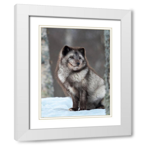Arctic Fox- blue morph- in deep snow during winter. Europe- Norway- Bardu- Polar Park White Modern Wood Framed Art Print with Double Matting by Zwick, Martin
