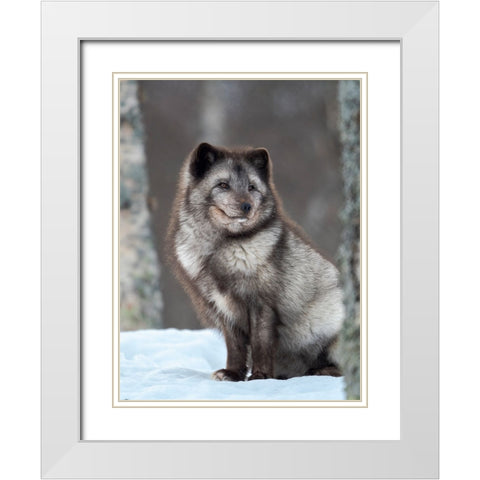 Arctic Fox- blue morph- in deep snow during winter. Europe- Norway- Bardu- Polar Park White Modern Wood Framed Art Print with Double Matting by Zwick, Martin