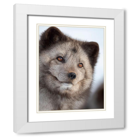 Arctic Fox- blue morph- in deep snow during winter. Europe- Norway- Bardu- Polar Park White Modern Wood Framed Art Print with Double Matting by Zwick, Martin