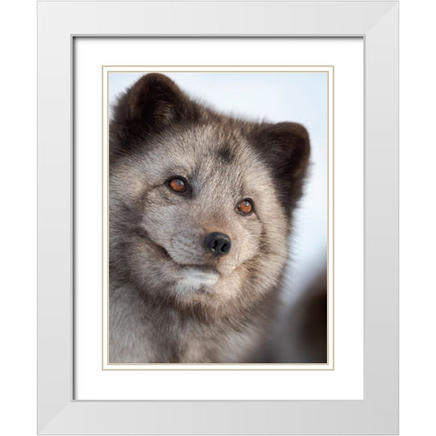 Arctic Fox- blue morph- in deep snow during winter. Europe- Norway- Bardu- Polar Park White Modern Wood Framed Art Print with Double Matting by Zwick, Martin