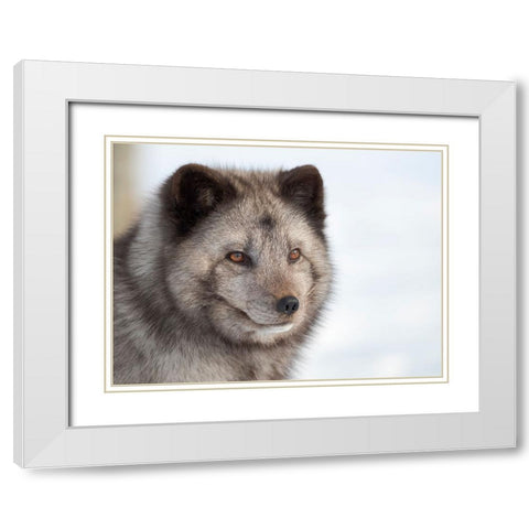 Arctic Fox- blue morph- in deep snow during winter. Europe- Norway- Bardu- Polar Park White Modern Wood Framed Art Print with Double Matting by Zwick, Martin
