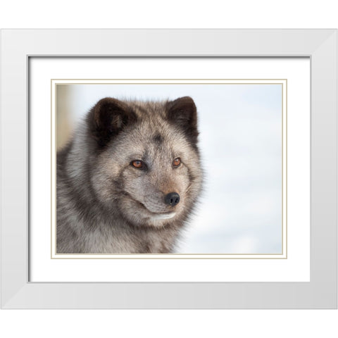 Arctic Fox- blue morph- in deep snow during winter. Europe- Norway- Bardu- Polar Park White Modern Wood Framed Art Print with Double Matting by Zwick, Martin