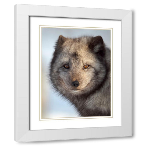 Arctic Fox- blue morph- in deep snow during winter. Europe- Norway- Bardu- Polar Park White Modern Wood Framed Art Print with Double Matting by Zwick, Martin