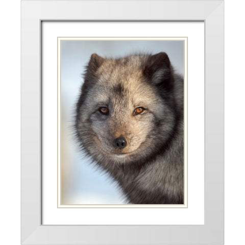 Arctic Fox- blue morph- in deep snow during winter. Europe- Norway- Bardu- Polar Park White Modern Wood Framed Art Print with Double Matting by Zwick, Martin