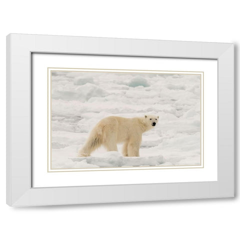Polar bear-Ursus maritimus-Polar Ice Cap-north of Spitsbergen-Norway White Modern Wood Framed Art Print with Double Matting by Pitamitz, Sergio