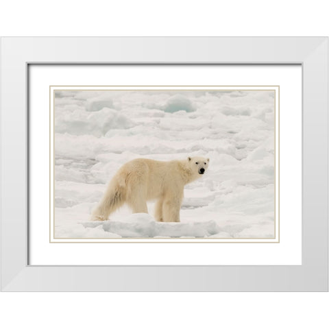 Polar bear-Ursus maritimus-Polar Ice Cap-north of Spitsbergen-Norway White Modern Wood Framed Art Print with Double Matting by Pitamitz, Sergio