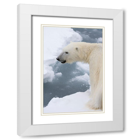 Polar bear-Ursus maritimus-Polar Ice Cap-north of Spitsbergen-Norway White Modern Wood Framed Art Print with Double Matting by Pitamitz, Sergio
