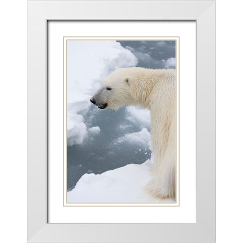 Polar bear-Ursus maritimus-Polar Ice Cap-north of Spitsbergen-Norway White Modern Wood Framed Art Print with Double Matting by Pitamitz, Sergio
