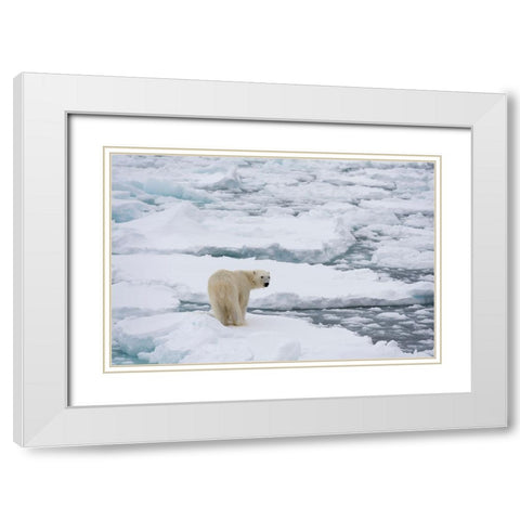 Polar bear-Ursus maritimus-Polar Ice Cap-north of Spitsbergen-Norway White Modern Wood Framed Art Print with Double Matting by Pitamitz, Sergio