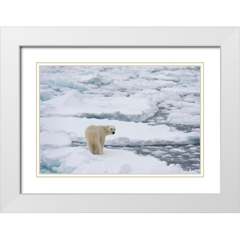 Polar bear-Ursus maritimus-Polar Ice Cap-north of Spitsbergen-Norway White Modern Wood Framed Art Print with Double Matting by Pitamitz, Sergio