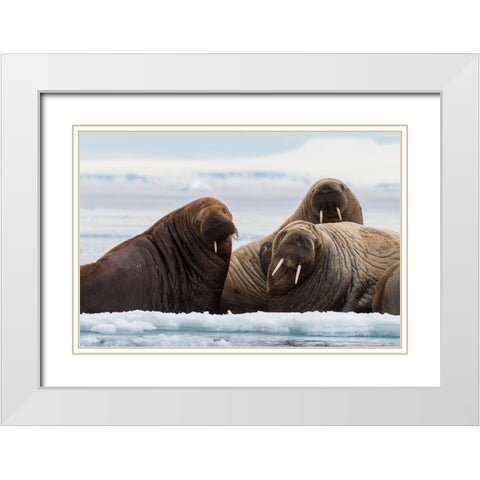 Atlantic walruses-Odobenus rosmarus-Vibebukta-Austfonna-Nordaustlandet-Svalbard Islands-Norway White Modern Wood Framed Art Print with Double Matting by Pitamitz, Sergio