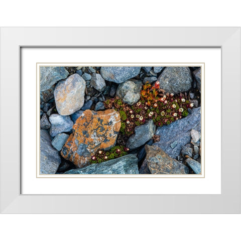 Tufted saxifrage {Saxifraga cepitosa}-in flower White Modern Wood Framed Art Print with Double Matting by Pitamitz, Sergio