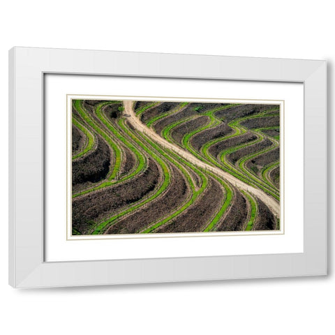 Europe-Portugal-Douro Valley-Vineyard patterns White Modern Wood Framed Art Print with Double Matting by Jaynes Gallery