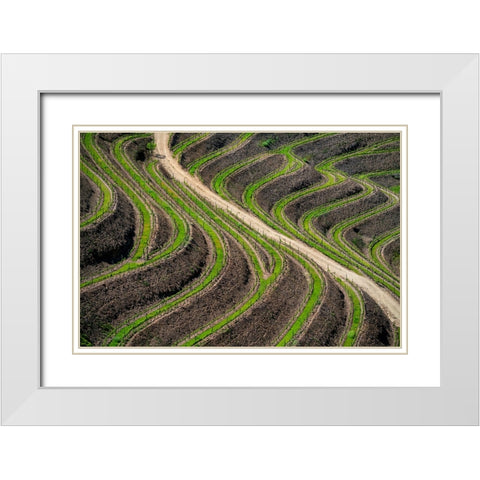 Europe-Portugal-Douro Valley-Vineyard patterns White Modern Wood Framed Art Print with Double Matting by Jaynes Gallery