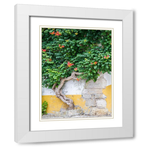 Portugal-Obidos-Large trumpet vine growing against a wall in the streets of Obidos White Modern Wood Framed Art Print with Double Matting by Eggers, Julie