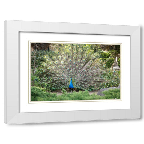 Lisbon- Portugal. Castelo Sao Jorge. Peacocks reside on the castle grounds White Modern Wood Framed Art Print with Double Matting by McRoberts, Julien