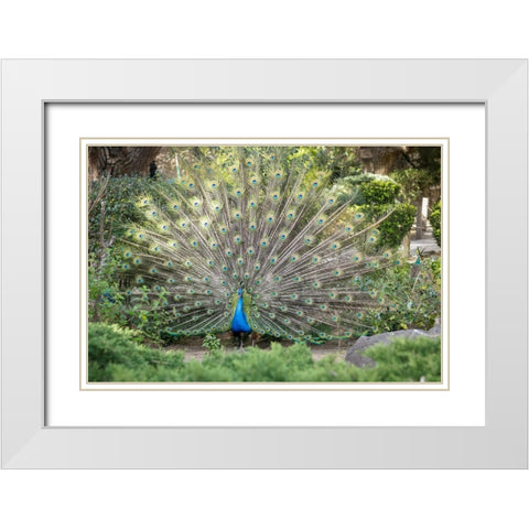 Lisbon- Portugal. Castelo Sao Jorge. Peacocks reside on the castle grounds White Modern Wood Framed Art Print with Double Matting by McRoberts, Julien