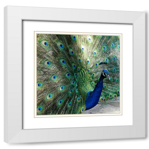 Lisbon- Portugal. Castelo Sao Jorge. Peacocks reside on the castle grounds White Modern Wood Framed Art Print with Double Matting by McRoberts, Julien
