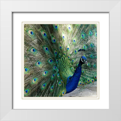 Lisbon- Portugal. Castelo Sao Jorge. Peacocks reside on the castle grounds White Modern Wood Framed Art Print with Double Matting by McRoberts, Julien