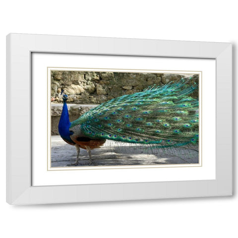 Lisbon- Portugal. Castelo Sao Jorge. Peacocks reside on the castle grounds White Modern Wood Framed Art Print with Double Matting by McRoberts, Julien